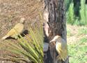 Un très probable cas de mutation brune chez le Pic vert en Loire-Atlantique