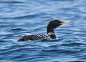 Deux bons secteurs marins pour observer le Plongeon à bec blanc en plumage nuptial en avril en Grande-Bretagne et au Danemark
