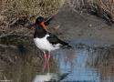 11ème édition des Rencontres d’Ornithologie Bretonne à Dol-de-Bretagne (Ille-et-Vilaine) les 2 et 3 décembre 2023