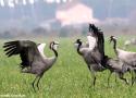 Rendez-vous avec les Grues cendrées dans le parc naturel régional des Landes de Gascogne (Gironde/Landes) jusqu’à la fin février 2025