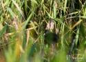 Trois poussins de Marouette de Baillon sont nés dans la réserve de Viersels Gebroekt (Belgique) en juillet 2024