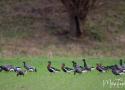Où observer les oiseaux dans la province de Zélande (Pays-Bas) ?
