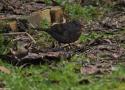 Il faut laisser au maximum les feuilles mortes dans les parcs et les jardins pour les oiseaux