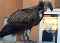 Un Vautour fauve provoque un bouchon dans la ville de la Ciotat (Bouches-du-Rhône) en novembre 2023