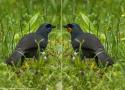 Un Glaucope cendré, une espèce néo-zélandaise considérée comme probablement éteinte, a peut-être été vu en janvier 2024