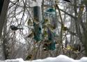124ème Recensement des Oiseaux de Noël ou Christmas Bird Count en Amérique du Nord jusqu’au 5 janvier 2024