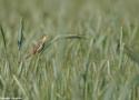 Observation surprenante d’un Phragmite aquatique chanteur dans un champ de céréales en Pologne en juin 2025