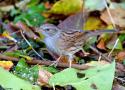 Pourquoi les oiseaux semblent avoir déserté les jardins d’Europe de l’Ouest en août ?