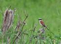 Deuxième édition des Rencontres Naturalistes d’Occitanie à Gruissan (Aude) du 15 au 17 mars 2024