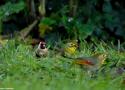 11ème comptage hivernal national des oiseaux des jardins en France métropolitaine les 27 et 28 janvier 2024