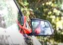 Observation remarquable d’un Cardinal rouge jetant un caillou contre son reflet dans le rétroviseur d’une voiture