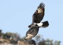 L’Aigle de Verreaux pourrait-il nicher dans le sud de l’Algérie ?