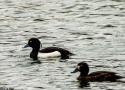Visite ornithologique guidée de l’étang de Saint-Quentin-en-Yvelines (Yvelines) le 25 janvier 2025
