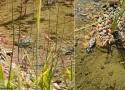 Un possible cas de prédation d’une Grenouille de Graf/rieuse sur un jeune Chardonneret élégant dans le Gard en août 2025 ?