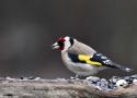 Conférence et exposition sur les oiseaux de nos parcs et jardins à Bourgueil (Indre-et-Loire) du 10 au 21 décembre 2024