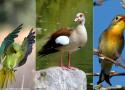 Bilan de l’enquête IBISurvey 2021-2023 sur les oiseaux introduits en Europe : où en est-on et posent-ils vraiment problème ?