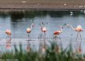 La surprenante colonie de Flamants roses et du Chili de la réserve de la Zwillbrocker-Venn, près de la frontière germano-néerlandaise
