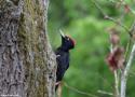 Conférence « Arbres & Oiseaux, une symbiose essentielle » au muséum d’histoire naturelle de Chambéry (Savoie) le 22 février 2025
