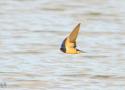 Conférence « Les oiseaux, peuple migrateur » au Muséum de Bordeaux – Sciences et Nature (Gironde) le 15 avril 2025