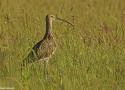 Sortie ornithologique guidée dans les prairies de fauche inondables du Val de Saône (Côte-d’Or) le 13 juillet 2024