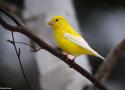 Un Gros-bec errant au plumage aberrant spectaculaire observé au Québec (Canada) en novembre 2023