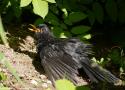 Pourquoi les oiseaux prennent-ils parfois des bains de soleil, même quand il fait très chaud ?