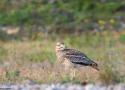 Conférence sur les oiseaux emblématiques de la plaine d’Aunis à Vérines (Charente-Maritime) le 13 décembre 2024