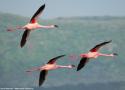 Le dessin sous-alaire contrasté de nombreuses grandes espèces d’oiseaux nichant en colonies limiterait les risques de collisions entre individus