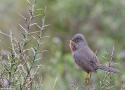 Journées Ornithologiques Normandes à Carolles (Manche) les 27 et 28 septembre 2025