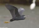 L’Aigrette des récifs (ou à gorge blanche) découverte dans la Nièvre en juillet 2025 appartient-elle à la sous-espèce nominale d’Afrique occidentale ?
