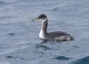 Identification d’un Grèbe jougris de la sous-espèce américano-asiatique dans les Shetland (Grande-Bretagne) en février 2024