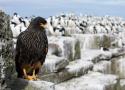 40ème Festival International du Film Ornithologique (FIFO) de Ménigoute (Deux-Sèvres) du 29 octobre au 3 novembre 2024