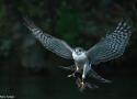 Observation de plusieurs Éperviers d’Europe chassant les chauves-souris dans les gorges de la Dourbie (Aveyron) en mai 2024
