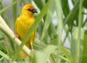Découverte en Tanzanie d’une nouvelle colonie du rare et localisé Tisserin du Ruvu