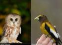15ème Festival des Oiseaux Migrateurs de la Côte-Nord à Tadoussac (Québec) du 15 au 21 septembre 2025