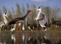 19ème Festival International du Tourisme Ornithologique (FIO 2024) en Estrémadure (Espagne) du 23 au 25 février 2024