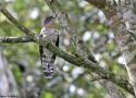 Description d’une nouvelle espèce d’oiseau vivant sur l’île de Bornéo, le Coucou des Penan