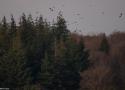 Un dortoir « géant » de Grands Corbeaux dans la forêt de Saint-Hubert (Belgique) depuis la fin de l’année 2023