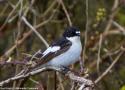 Le contraste de mue, un critère utile pour identifier l’âge des oiseaux