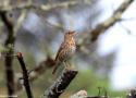 L’élagage et la taille de printemps et d’été, des menaces pour les oiseaux (et pour la végétation)