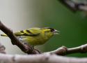 Identifier les oiseaux des jardins et des villes d’Europe en hiver