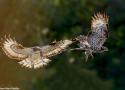 Exposition sur les oiseaux de Loire-Atlantique dans la bibliothèque Bibliorêve de Paulx (Loire-Atlantique) jusqu’au 20 juillet 2025