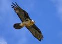 19ème Festival Nature des Réserves Naturelles Catalanes (Pyrénées-Orientales) jusqu’en octobre 2024