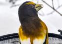Présentation et prévention de la mycoplasmose, une maladie touchant surtout les oiseaux visitant les mangeoires d’Amérique du Nord