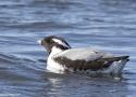 Découverte exceptionnelle d’un Guillemot à cou blanc en Islande en juin 2025