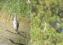 Un nouveau cas d’hybridation entre une Aigrette garzette et un Héron cendré dans le parc du Marquenterre (Somme) en juillet 2024