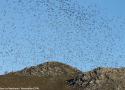 Les effets du plomb de chasse sur les oiseaux et une étude instructive menée sur le col de Lizarrieta (Pyrénées-Atlantiques)