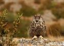 Des Grands-ducs d'Europe chassent les Lucanes cerfs-volants en Allemagne | Ornithomedia.com