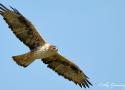 Conférence sur les espèces d’oiseaux emblématiques du Haut-Languedoc à Courniou (Hérault) le 5 juillet 2024