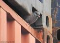 Une population de Pigeons colombins niche entre les conteneurs du port de Brême (Allemagne)
